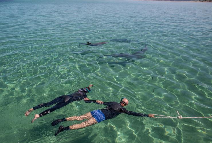 南オーストラリア州、カンガルー島、カンガルー島マリン・アドベンチャーズ © Tourism Australia 南オーストラリア州、カンガルー島、カンガルー島マリン・アドベンチャーズ © Tourism Australia