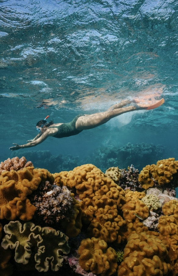クイーンズランド州、ケアンズ、ドリームタイム・ダイブ＆シュノーケル © Tourism Australia