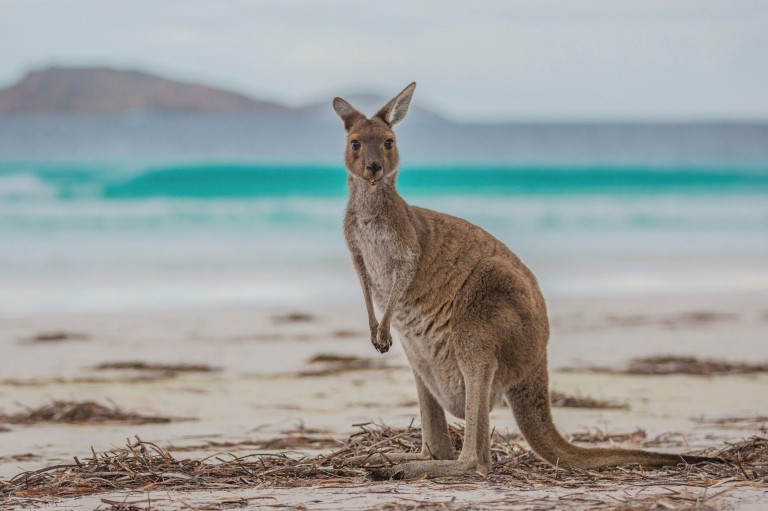 西オーストラリア州、ケープ・ル・グラン国立公園、ラッキー・ベイ © Greg Snell, Tourism Western Australia 西オーストラリア州、ケープ・ル・グラン国立公園、ラッキー・ベイ © Greg Snell, Tourism Western Australia