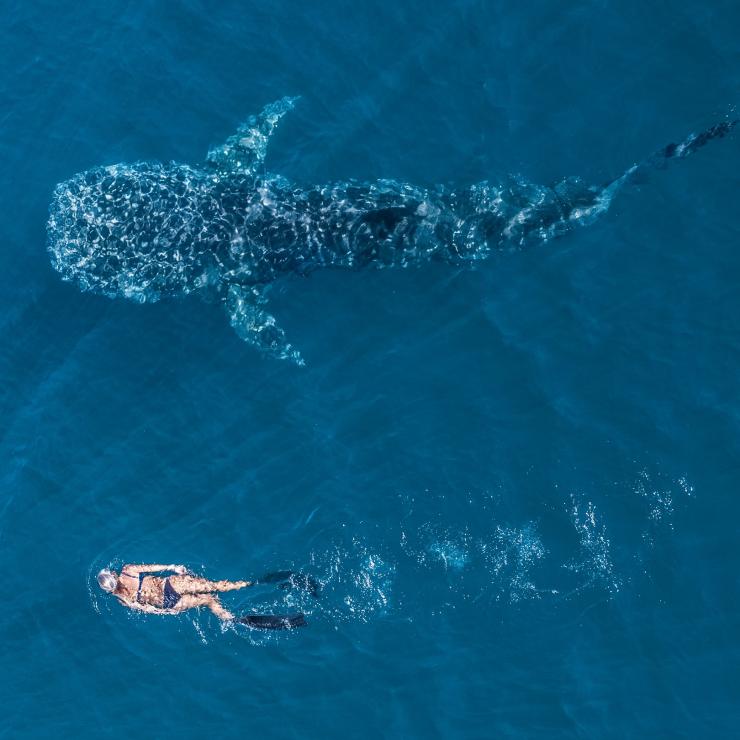 西オーストラリア州、ニンガルー海洋公園、ニンガルーリーフ © Tourism Western Australia 西オーストラリア州、ニンガルー海洋公園、ニンガルーリーフ © Tourism Western Australia