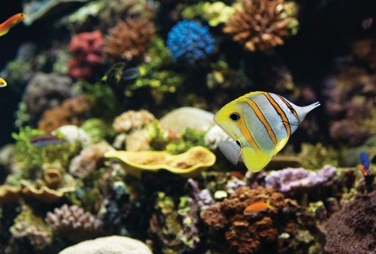 クイーンズランド州、タウンズビル、リーフHQ © Tourism and Events Queensland