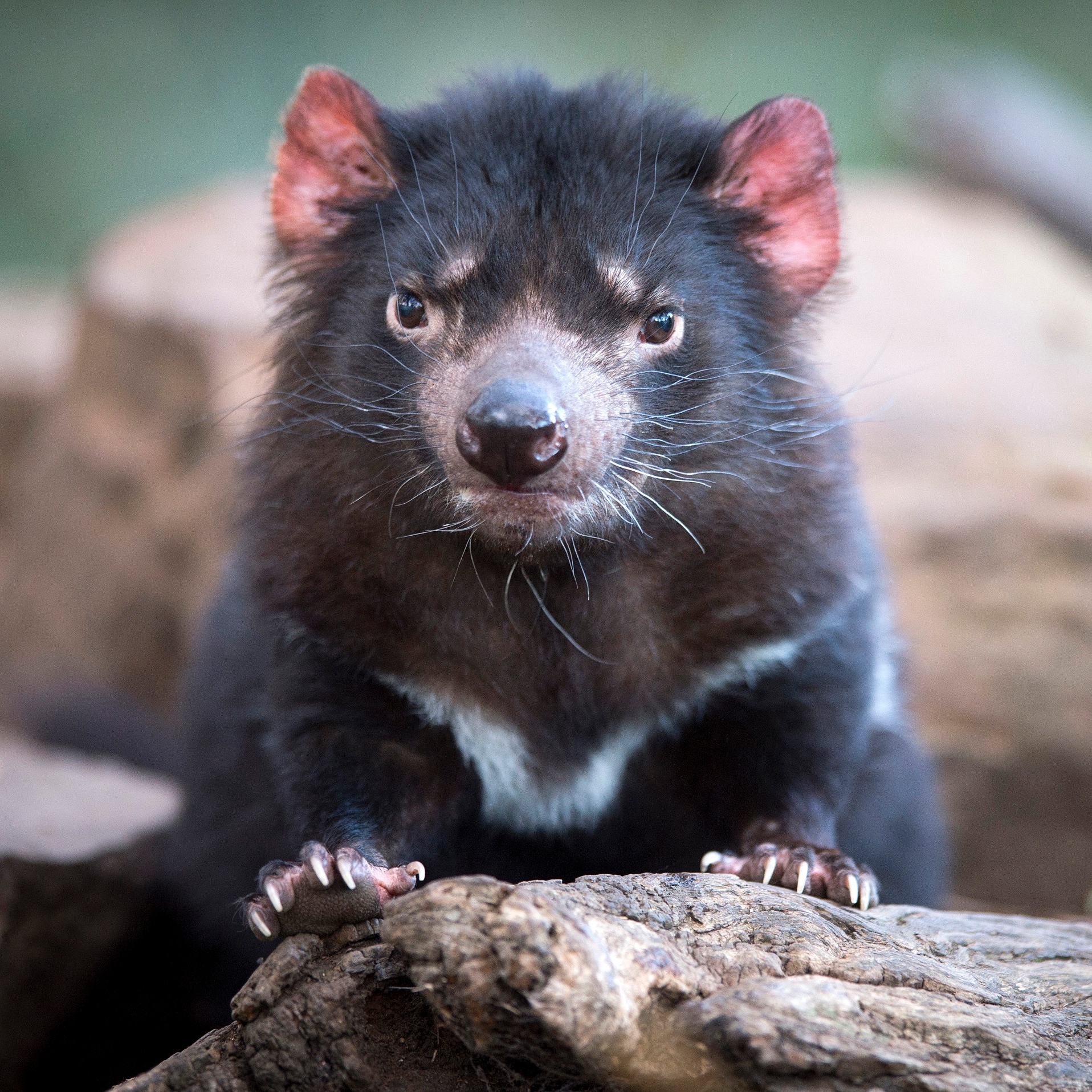 タスマニア州、ブライトン、ボノロング野生動物公園 © Tourism Tasmania/Rob Burnett