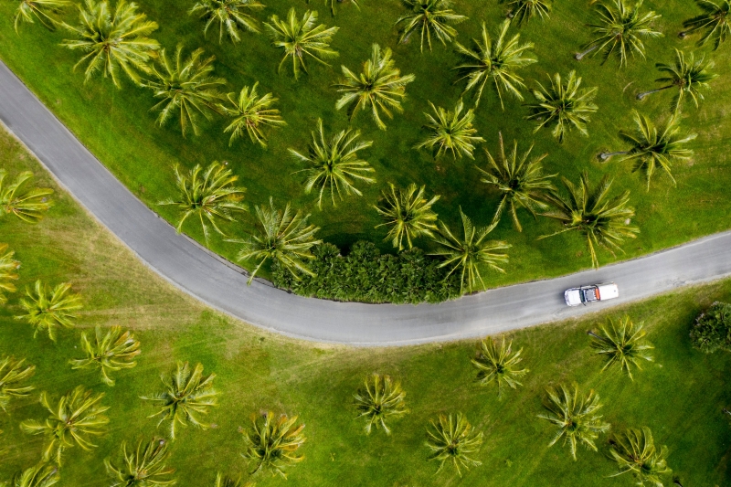 Aerial of car driving through palm trees in Tropical North Queensland © Tourism and Events Queensland / Sean Scott. Aerial of car driving through palm trees in Tropical North Queensland © Tourism and Events Queensland / Sean Scott.