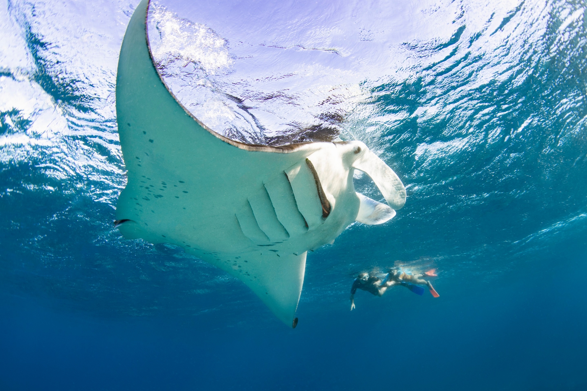 クイーンズランド州、グレート・バリア・リーフ、レディー・エリオット島 © Tourism and Events Queensland