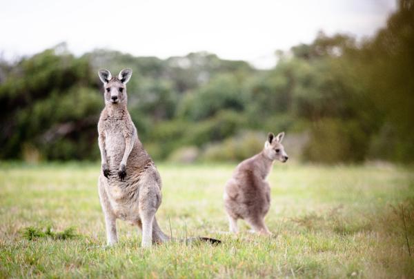 The Otways, Great Ocean Road, Victoria © Great Ocean Road Tourism