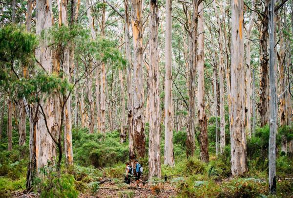 보란업 숲, 마가렛 강 지역, 서호주 © 엘리먼츠 마가렛 리버
