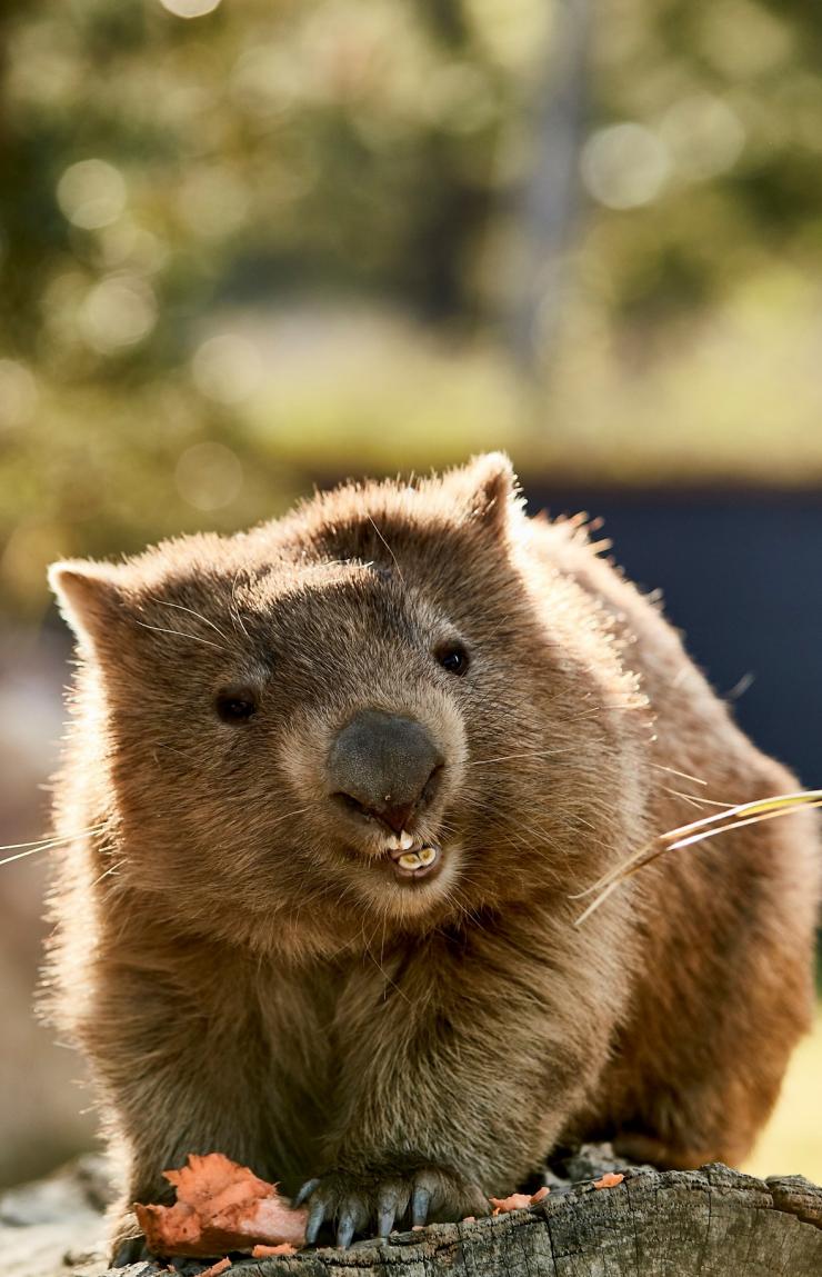 Wombat, Symbio Wildlife Park, Helensburgh, NSW © Destination NSW Wombat, Symbio Wildlife Park, Helensburgh, NSW © Destination NSW