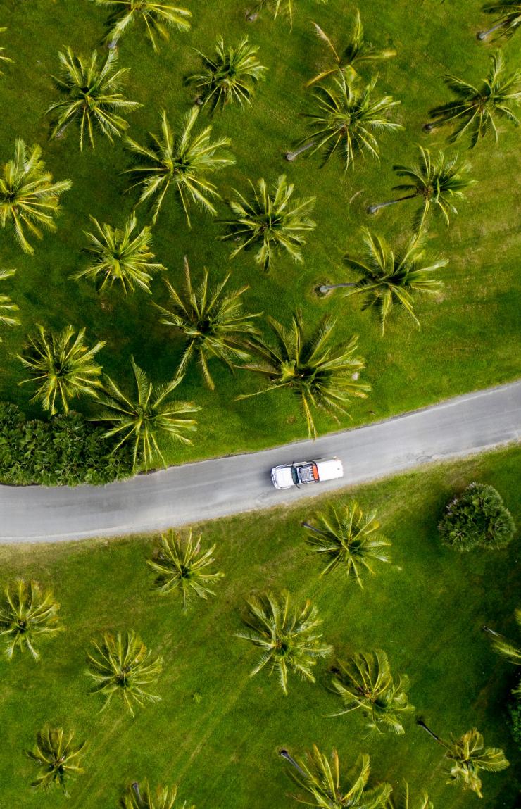 Aerial of car driving through palm trees in Tropical North Queensland © Tourism and Events Queensland / Sean Scott.  Aerial of car driving through palm trees in Tropical North Queensland © Tourism and Events Queensland / Sean Scott.