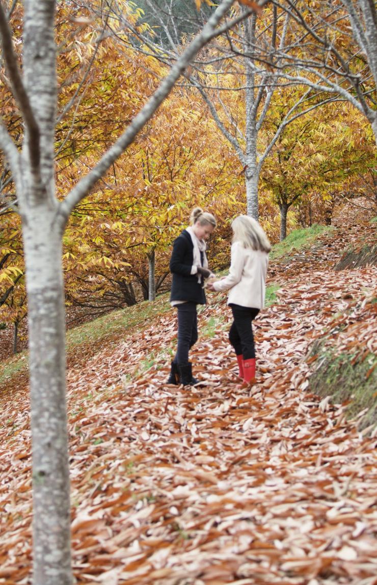 Lễ hội thu hoạch vùng cao, VIC © Tourism Australia Lễ hội thu hoạch vùng cao, VIC © Tourism Australia