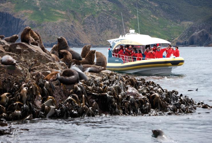 Du thuyền trên đảo Bruny, Hành trình hoang dã Pennicott, Đảo Bruny, TAS © Tourism Tasmania, Joe Shemesh