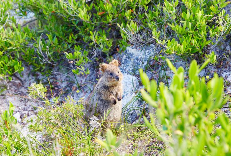 Quokka, Đảo Rottnest, Du lịch Tây Úc © WA Quokka, Đảo Rottnest, Du lịch Tây Úc © WA