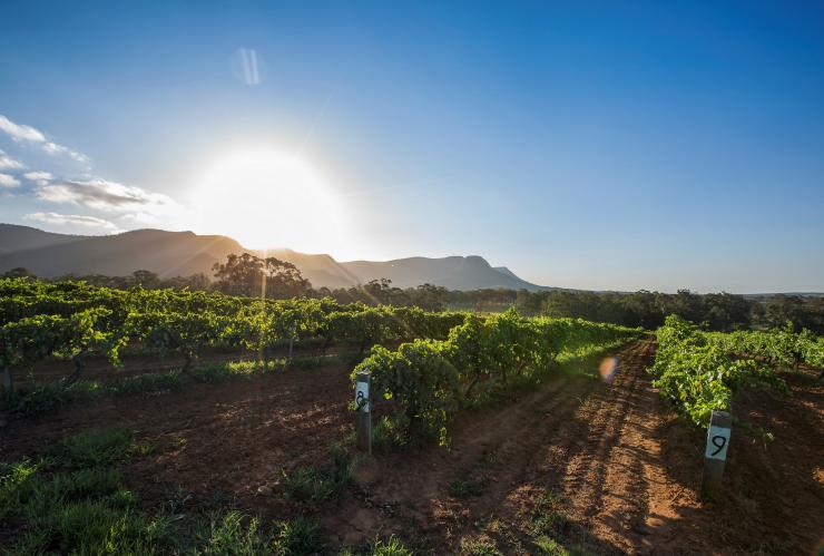 Tyrrell's Wines, Thung lũng Hunter, NSW © Điểm đến NSW