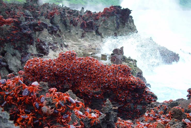聖誕島每年一遇的紅蟹遷徙,數以百計的紅蟹出現在噴水孔上©Christmas Island Tourism Association 聖誕島每年一遇的紅蟹遷徙,數以百計的紅蟹出現在噴水孔上©Christmas Island Tourism Association