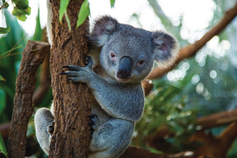 新南威爾士州悉尼悉尼野生動物園(WILD LIFE Sydney Zoo)的樹熊©澳洲旅遊局 新南威爾士州悉尼悉尼野生動物園(WILD LIFE Sydney Zoo)的樹熊©澳洲旅遊局