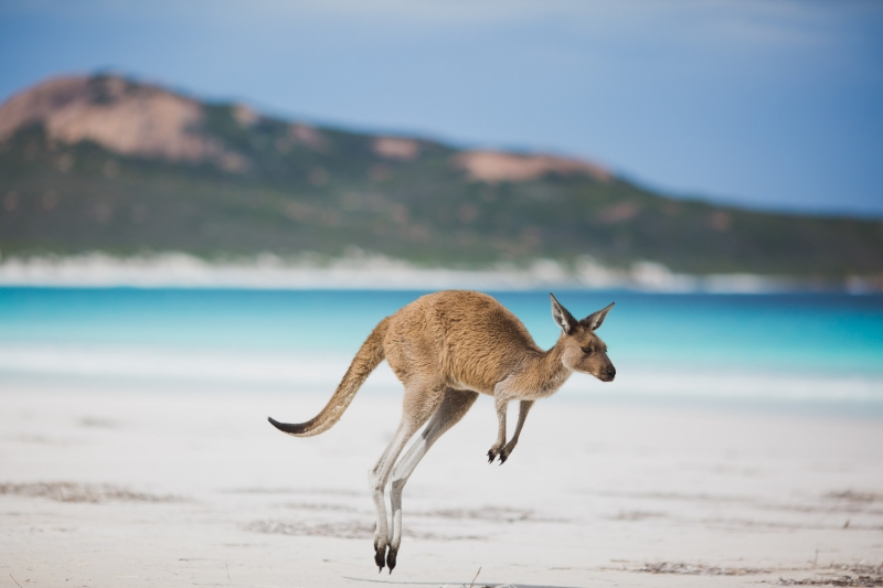 Kangaroo, Lucky Bay, Esperance, WA © Australia’s Golden Outback Kangaroo, Lucky Bay, Esperance, WA © Australia’s Golden Outback