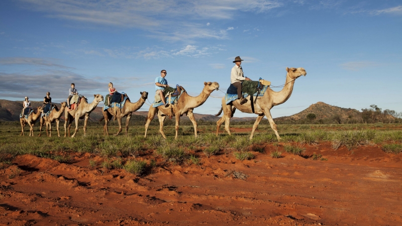 北領地(NT)紅土中心(Red Centre)的騎駱駝之旅©北領地旅遊局 北領地(NT)紅土中心(Red Centre)的騎駱駝之旅©北領地旅遊局