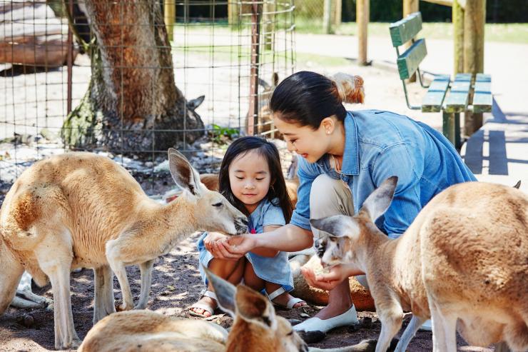 西澳州天鵝谷凱維森野生動物園©西澳州旅遊局 西澳州天鵝谷凱維森野生動物園©西澳州旅遊局