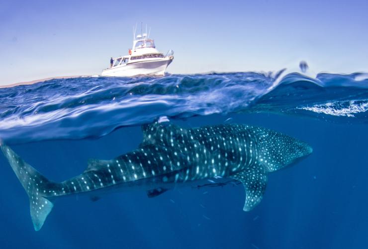 寧格魯海洋公園海裡的鯨鯊©Exmouth Dive and Whalesharks Ningaloo 寧格魯海洋公園海裡的鯨鯊©Exmouth Dive and Whalesharks Ningaloo