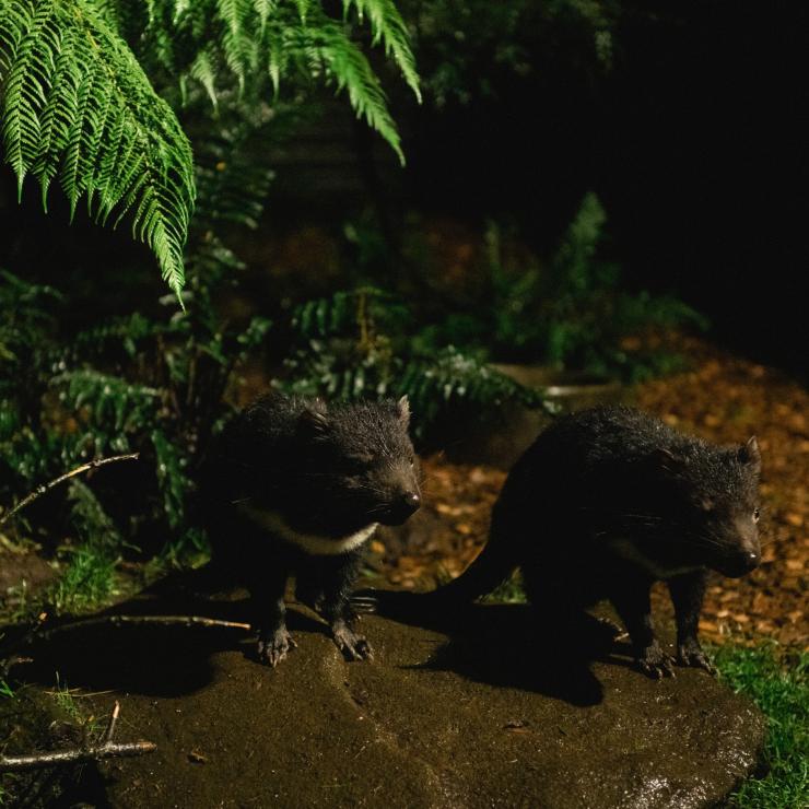 塔斯曼尼亞Devils@Cradle動物保育園的袋獾晚上餵飼之旅©Stu Gibson/塔斯曼尼亞旅遊局 塔斯曼尼亞Devils@Cradle動物保育園的袋獾晚上餵飼之旅©Stu Gibson/塔斯曼尼亞旅遊局