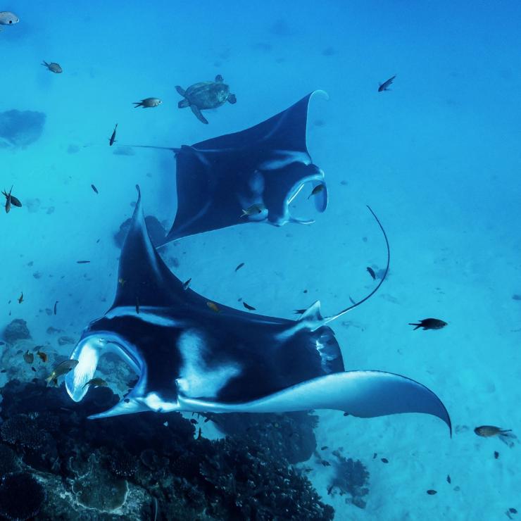 昆士蘭州伊利特女士島附近水底的魔鬼魚©James Vodicka 昆士蘭州伊利特女士島附近水底的魔鬼魚©James Vodicka