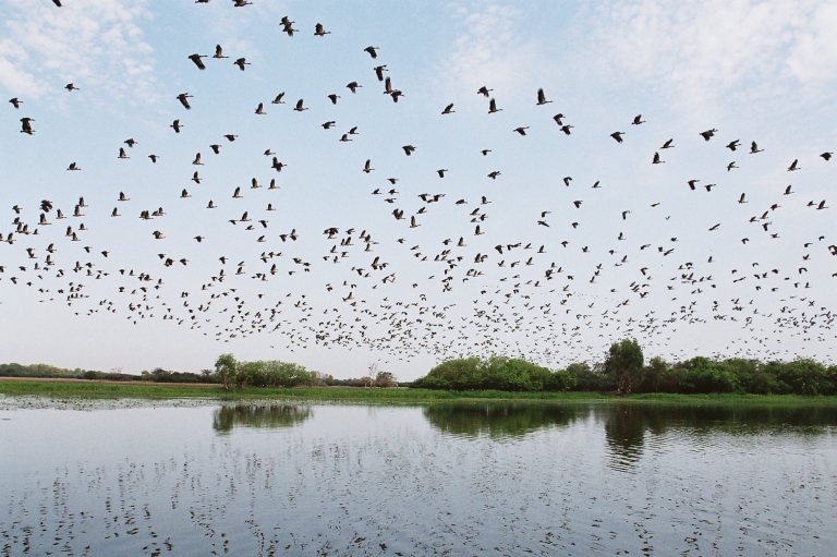 北領地卡卡杜國家公園黃水潭的雀鳥飛過濕地©Gary Topic 北領地卡卡杜國家公園黃水潭的雀鳥飛過濕地©Gary Topic