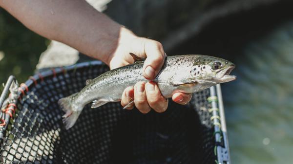 塔斯曼尼亞德羅蓮的41 South Tasmania©Adam Gibson