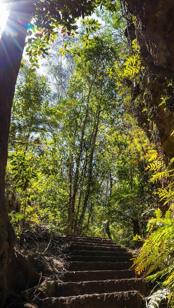 Grand Canyon Walking Track, Blue Mountains, New South Wales © Destination NSW Grand Canyon Walking Track, Blue Mountains, New South Wales © Destination NSW