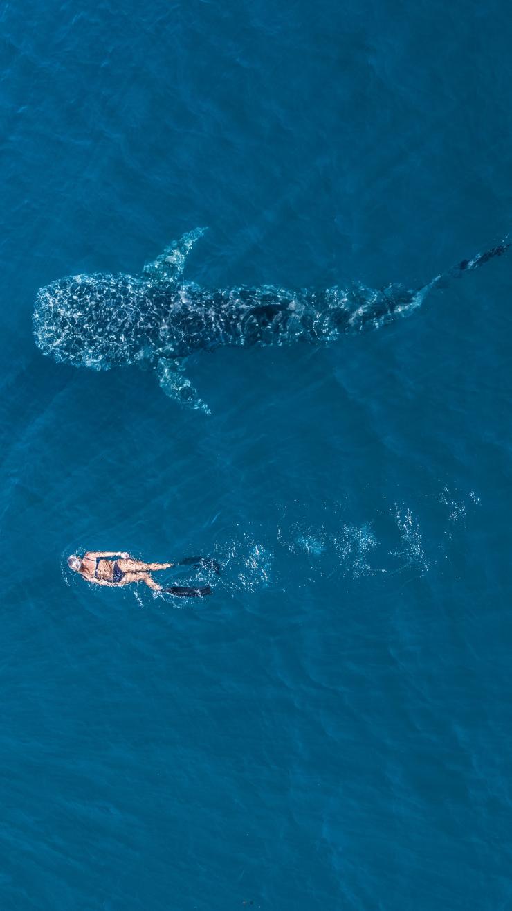 Ningaloo Marine Park, Ningaloo Reef, WA © Tourism Western Australia