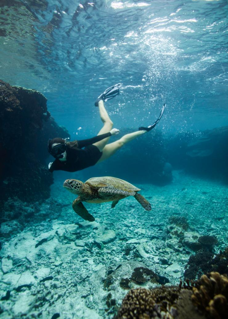 Lady Elliot Island, Great Barrier Reef, Queensland @ Tourism and Events Queensland