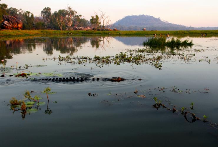 Davidson’s Arnhemland Safaris, Krokodil, Mount Borradaile, Northern Territory © Tourism Australia