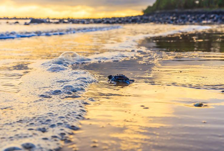 Mon Repos, Bundaberg, Queensland © Jewels Lynch/Tourism and Events Queensland