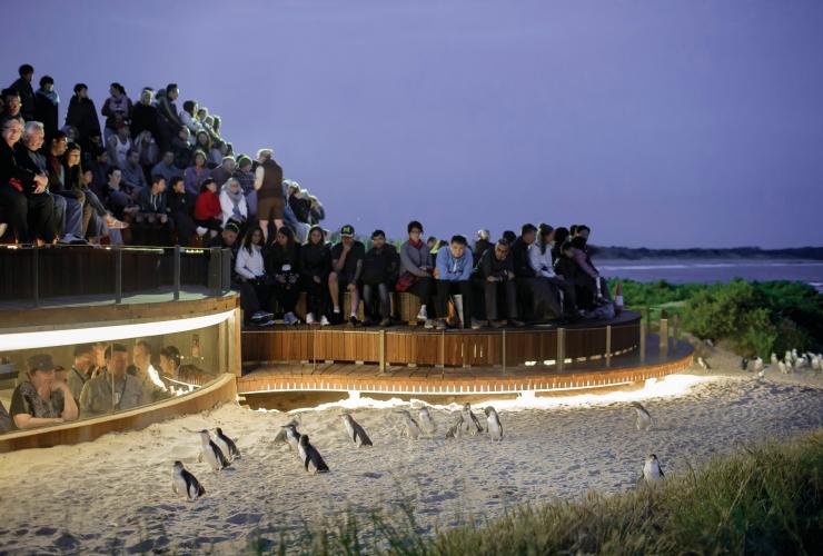 Eine Menschengruppe beobachtet Pinguine bei einem Spaziergang auf dem Sand im Phillip Island Nature Park, Phillip Island, Victoria © Warren Reed