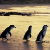 Zwergpinguine, Phillip Island Nature Park, Victoria © Phillip Island Nature Park