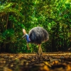 Cassowary im Daintree Rainforest, Queensland © Tourism and Events Queensland