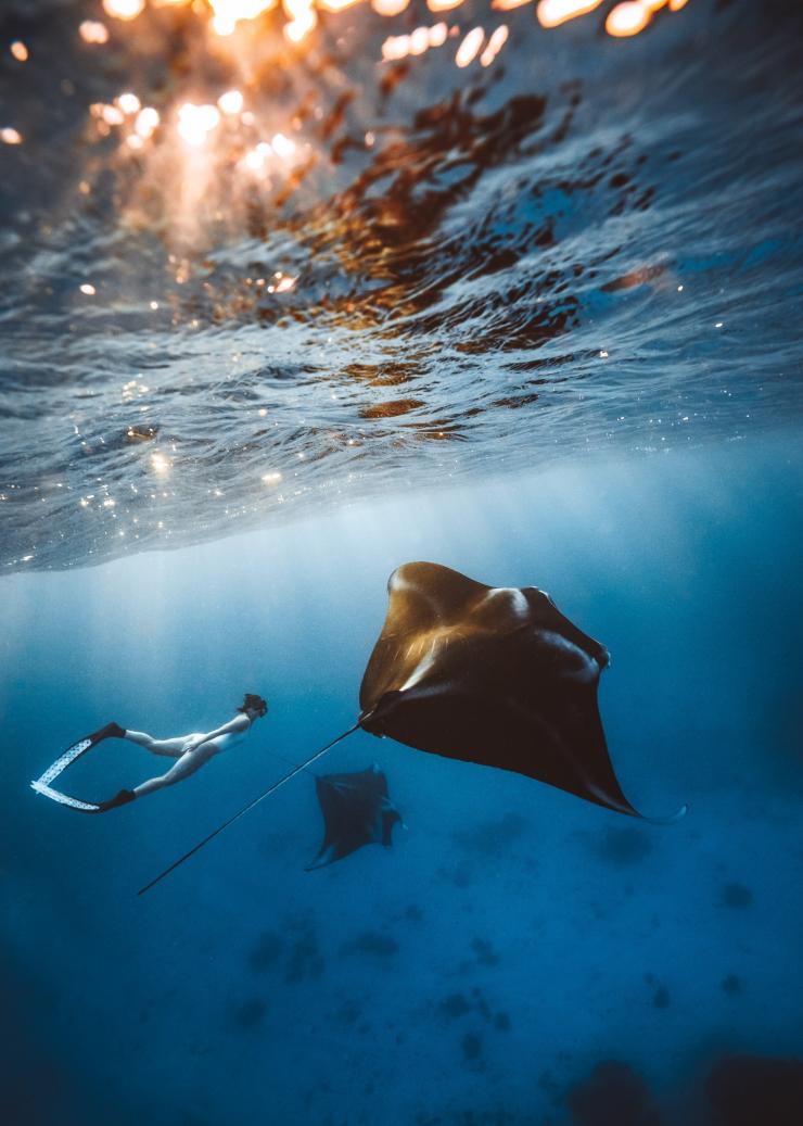 Eine Frau beim Schnorcheln mit Mantarochen bei Lady Elliot Island, Great Barrier Reef, Queensland © Tourism and Events Queensland