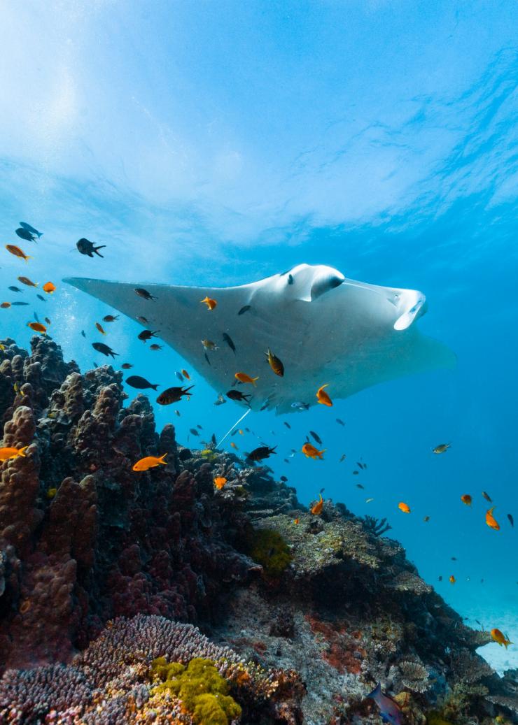 Mantarochen und Fische unter Wasser vor Lady Elliot Island, Great Barrier Reef, Queensland © Tourism and Events Queensland
