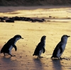 Zwergpinguine, Phillip Island Nature Park, Victoria © Phillip Island Nature Park