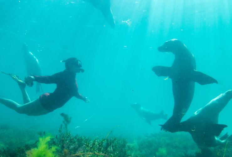 Adventure Bay Charters, Port Lincoln, Südaustralien © Tourism Australia