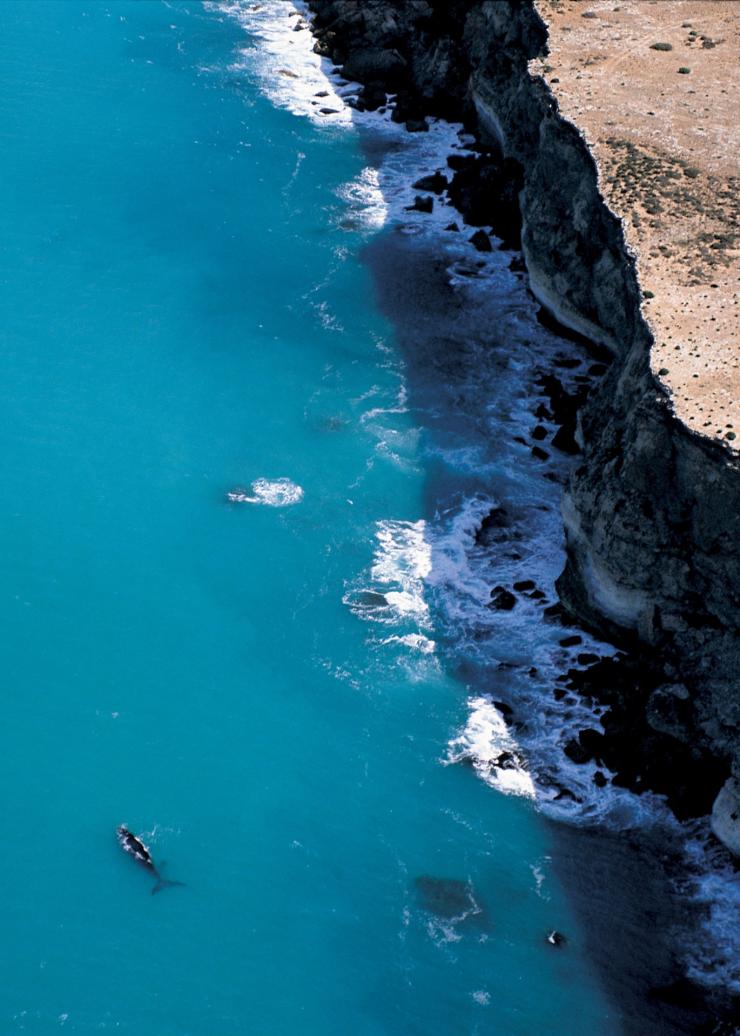 Head of Bight, Eyre Peninsula, Südaustralien © Adam Bruzzone/South Australian Tourism Commission