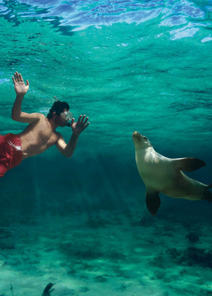 Lions de mer, Baird Bay, Eyre Peninsula, Australie du Sud © South Australian Tourism Commission/Caroline Fisher