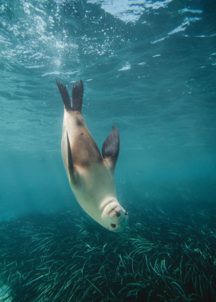 Baird Bay, Eyre Peninsula, Australie du Sud © Charlie Conybeare