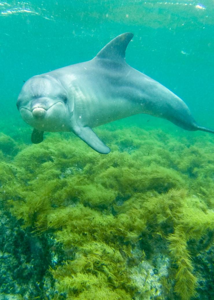 Dauphins, Baird Bay, Eyre Peninsula, Australie du Sud © Tourism Australia