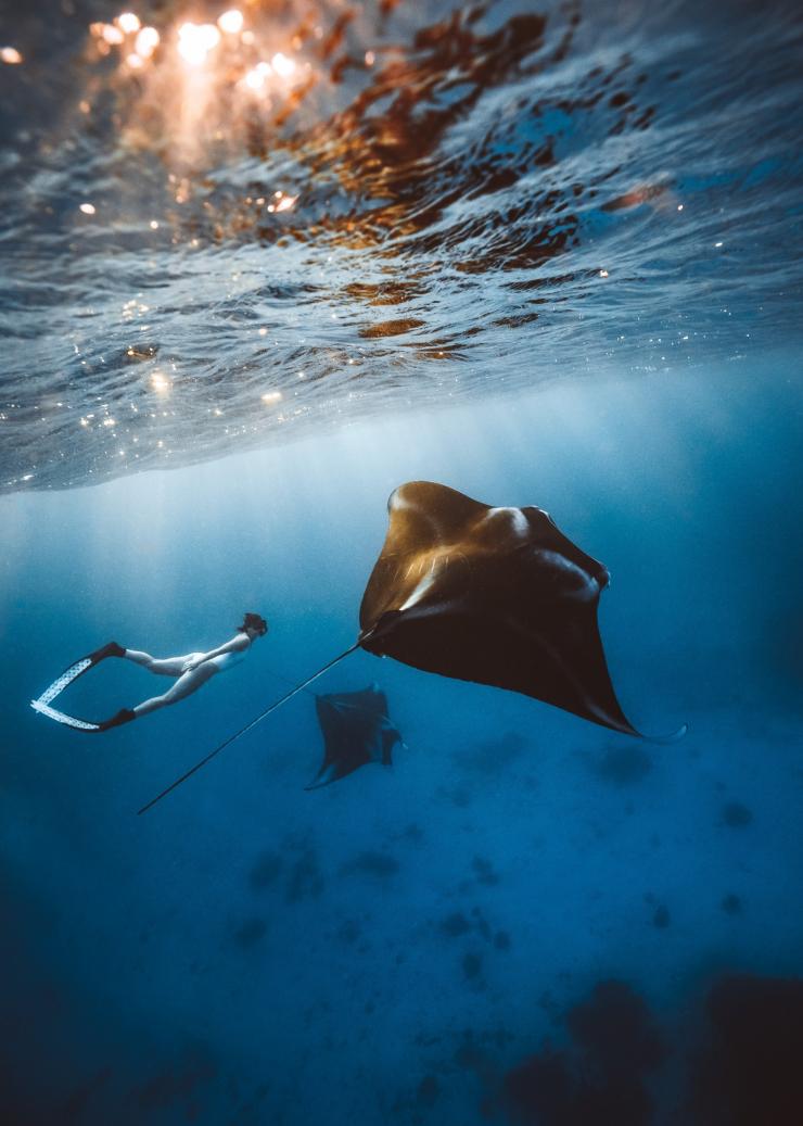 Lady Elliot Island, Grande Barrière de Corail, Queensland © Tourism and Events Queensland