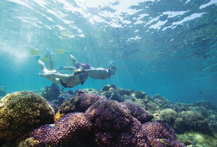 Plongée avec masque et tuba, Lord Howe Island, Nouvelle-Galles du Sud © Destination NSW