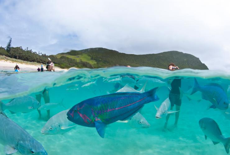 Alimentation des poissons, Capella Lodge, Lord Howe Island, Nouvelle-Galles du Sud © Baillie Lodges