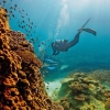 Grande Barrière de Corail, Heron Island, QLD © Paul Giggle, Tourism and Events Queensland