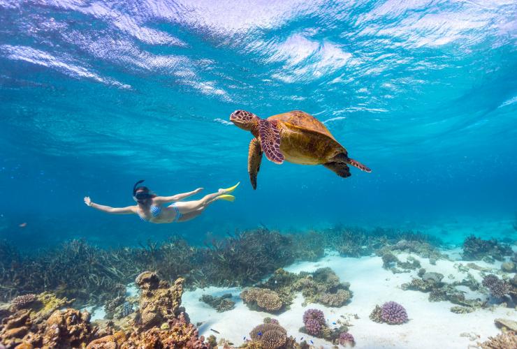 Tortues vertes, Ningaloo Reef, Australie Occidentale © Tourism Western Australia