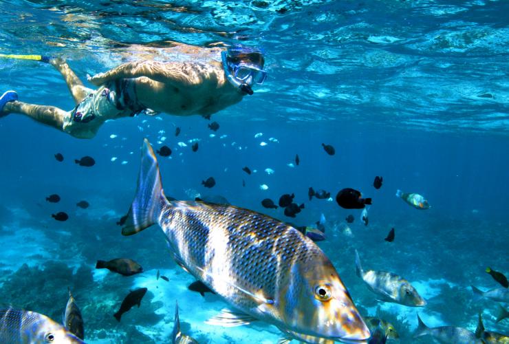 Coral Bay, Ningaloo Marine Park, Australie Occidentale © Australia's Coral Coast