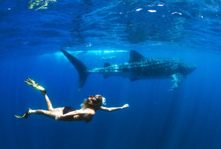 Requins baleines, Ningaloo, Exmouth, Australie Occidentale © Violeta Jahnel Brosig/Blue Media Exmouth