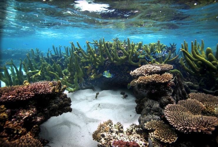 Coral Bay, Ningaloo Marine Park, Australie Occidentale © Australia's Coral Coast
